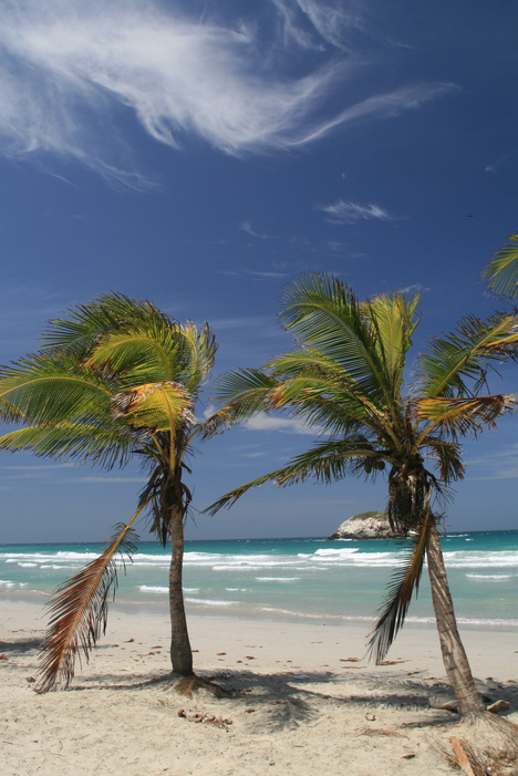 Palm Trees on Tropical Beach, Margarita Island, Venezuela